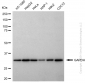 KD-Validated Anti-GAPDH Rabbit Polyclonal Antibody